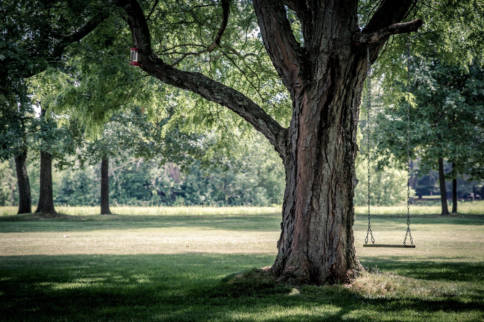 Swing in the Big Tree